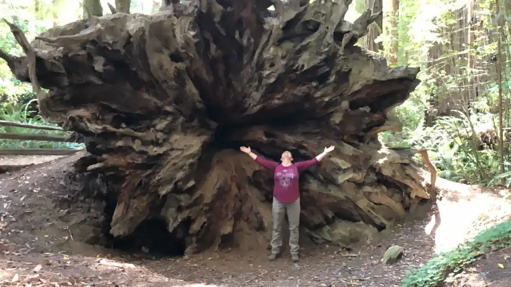 Linda standing with arms outstretched inside a massive fallen redwood tree in Crescent City California
