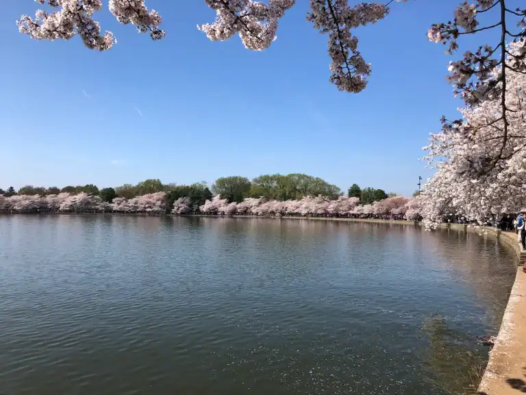 Cherry blossoms framing the Tidal Basin in Washington DC during peak bloom